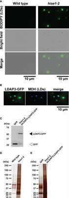 Lipid droplets in Arabidopsis thaliana leaves contain myosin-binding proteins and enzymes associated with furan-containing fatty acid biosynthesis